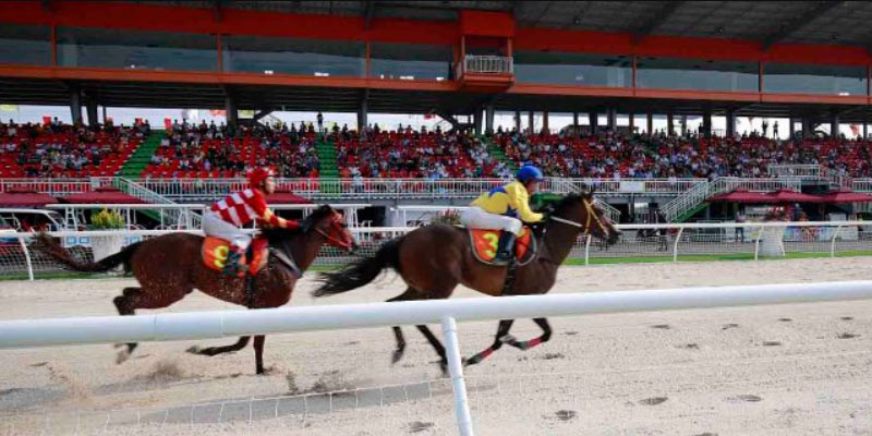 Luật chơi cá cược đua ngựa ở Việt Nam trực tuyến chi tiết cho người mới chơi