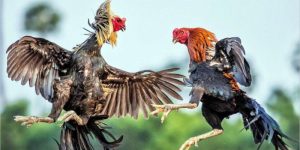 Luật chấp trong đá gà nhằm bảo vệ an toàn cho gà chiến