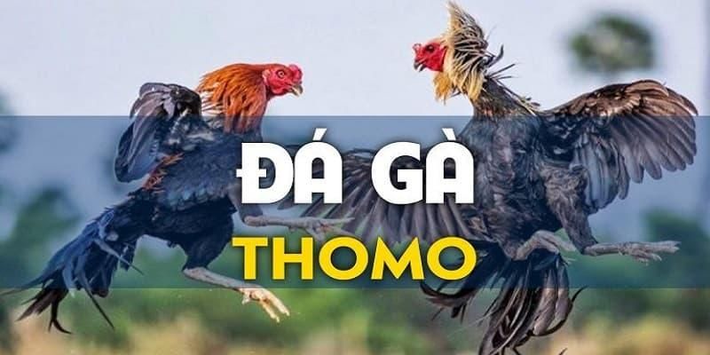 Chiến kê Thomo hấp dẫn 